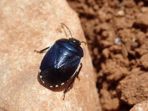 Réf. 257 195 : Canthophorus melanopterus